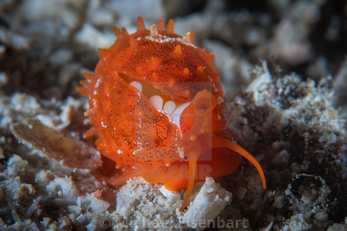 "Sieve Cowrie / Cypraea cribraria" stock image