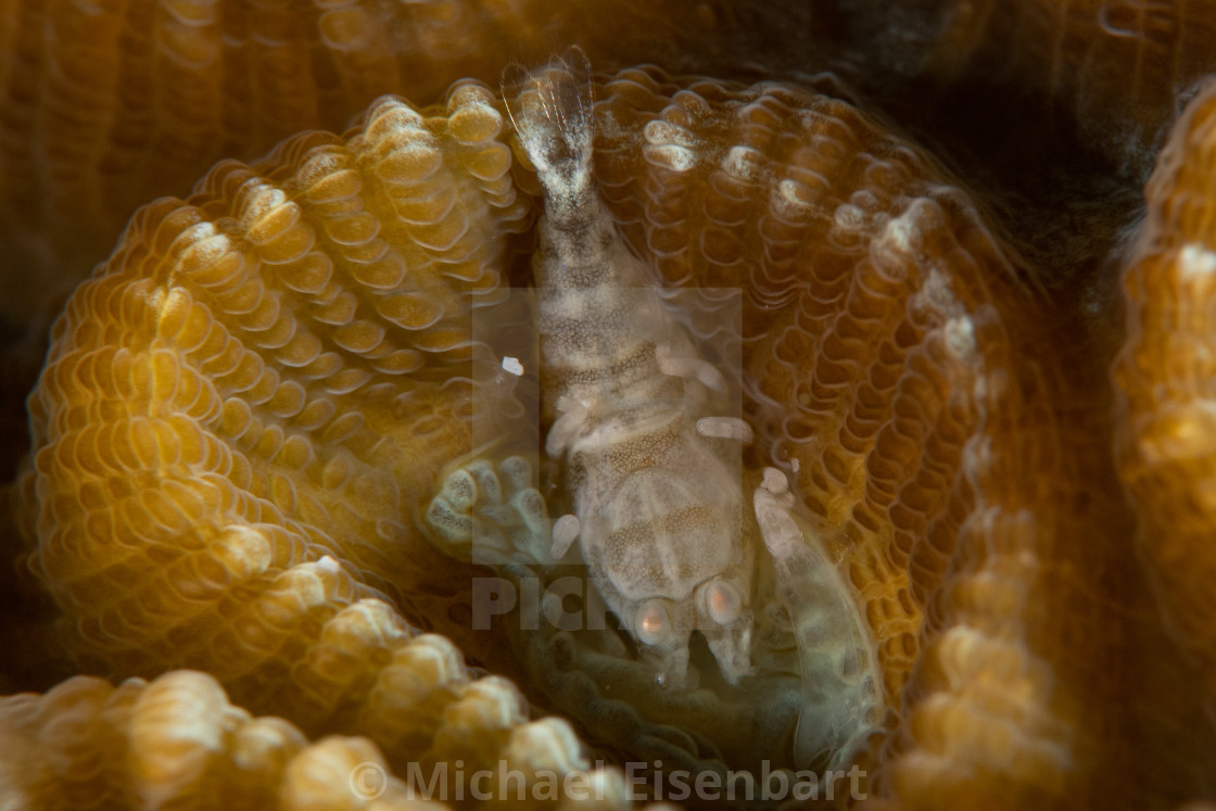 "Spotted Scorpion Shrimp / Metapontonia scorpio" stock image