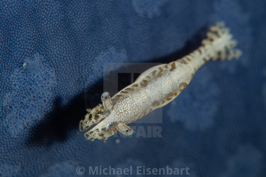 "Sea Star Shrimp / Zenopontonia soror" stock image