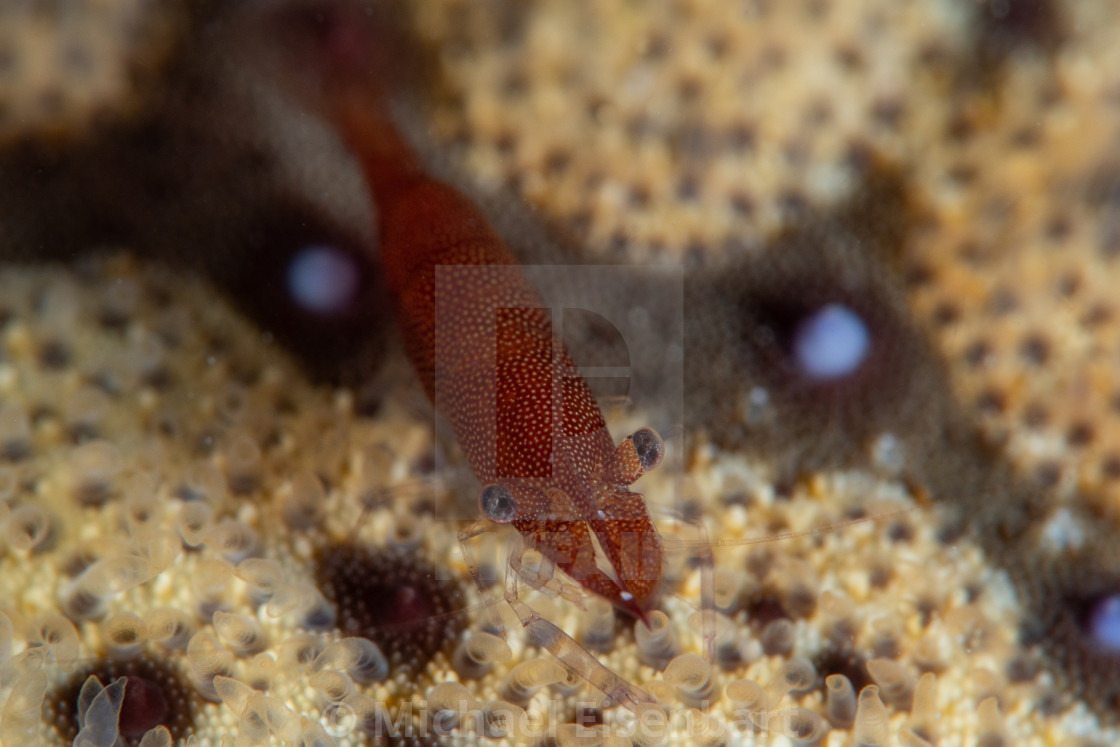 "Sea Star Shrimp / Zenopontonia soror" stock image