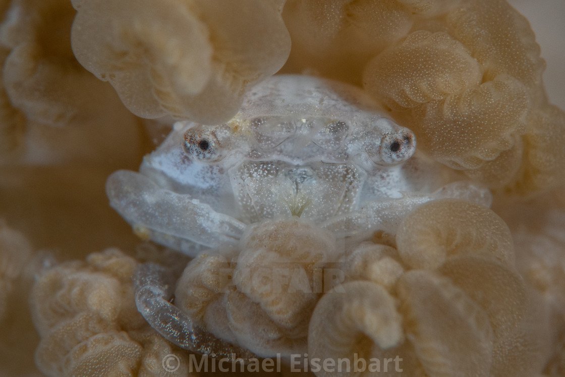 "Soft Coral Porcelain Crab / Lissoporcellana sp." stock image