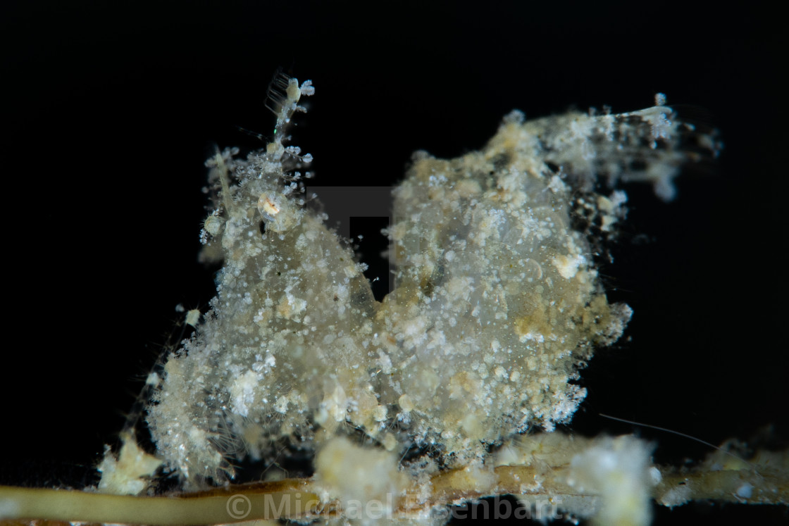 "Snowflake Hairy Shrimp / Phycocaris sp." stock image