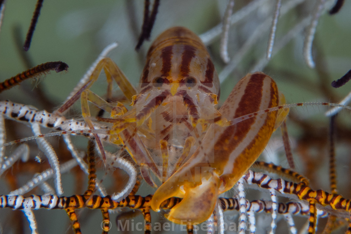 "Striped Snapping Shrimp / Synalpheus striatus" stock image