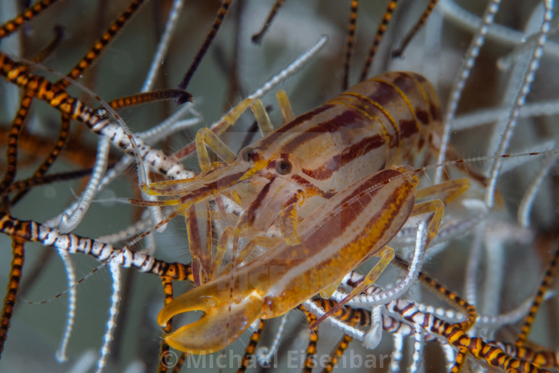 "Striped Snapping Shrimp / Synalpheus striatus" stock image