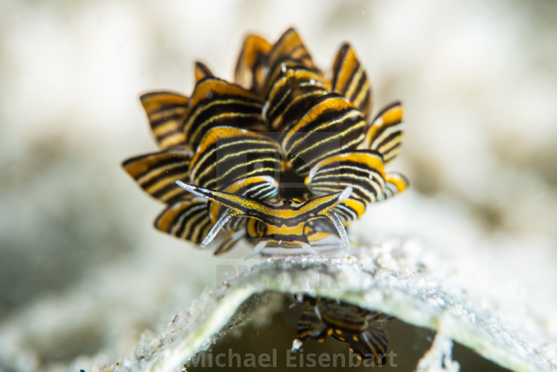 "Tiger Butterfly Seaslug / Cyerce nigra" stock image