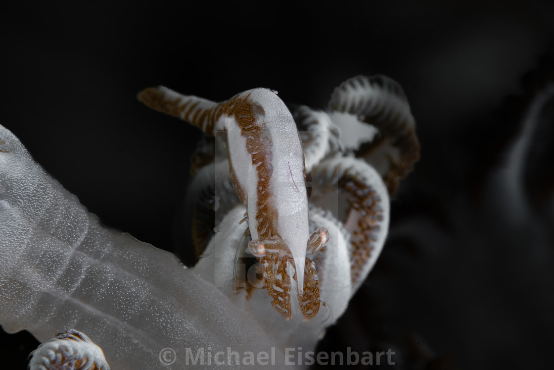 "Striped Xenia Coral Shrimp / Alcyonohippolyte tenuicarpus" stock image