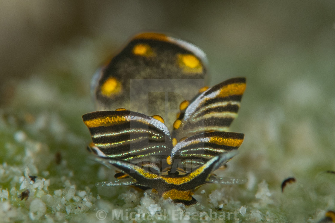 "Tiger Butterfly Seaslug / Cyerce nigra" stock image