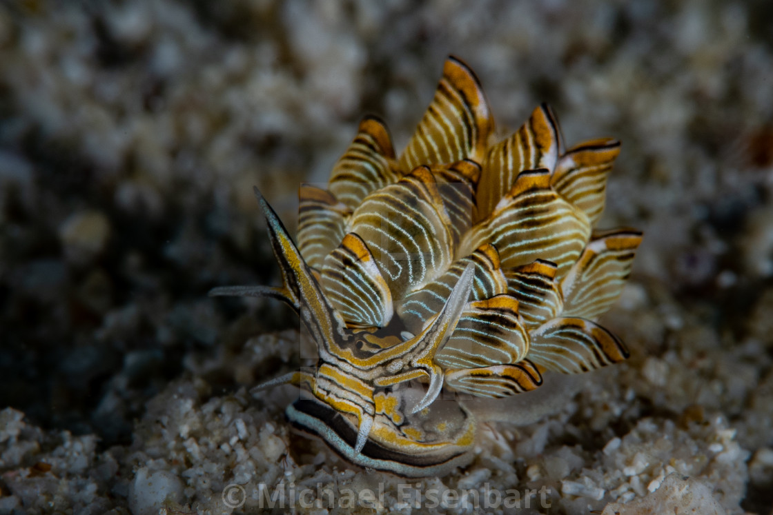 "Tiger Butterfly Seaslug / Cyerce nigra" stock image