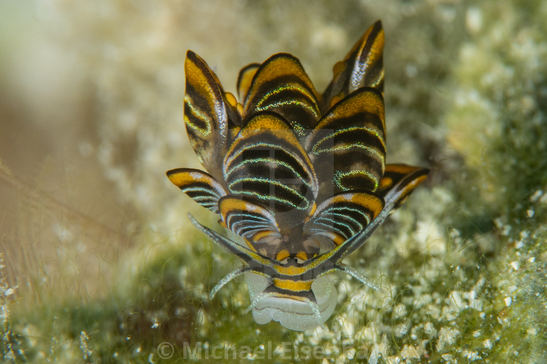 "Tiger Butterfly Seaslug / Cyerce nigra" stock image