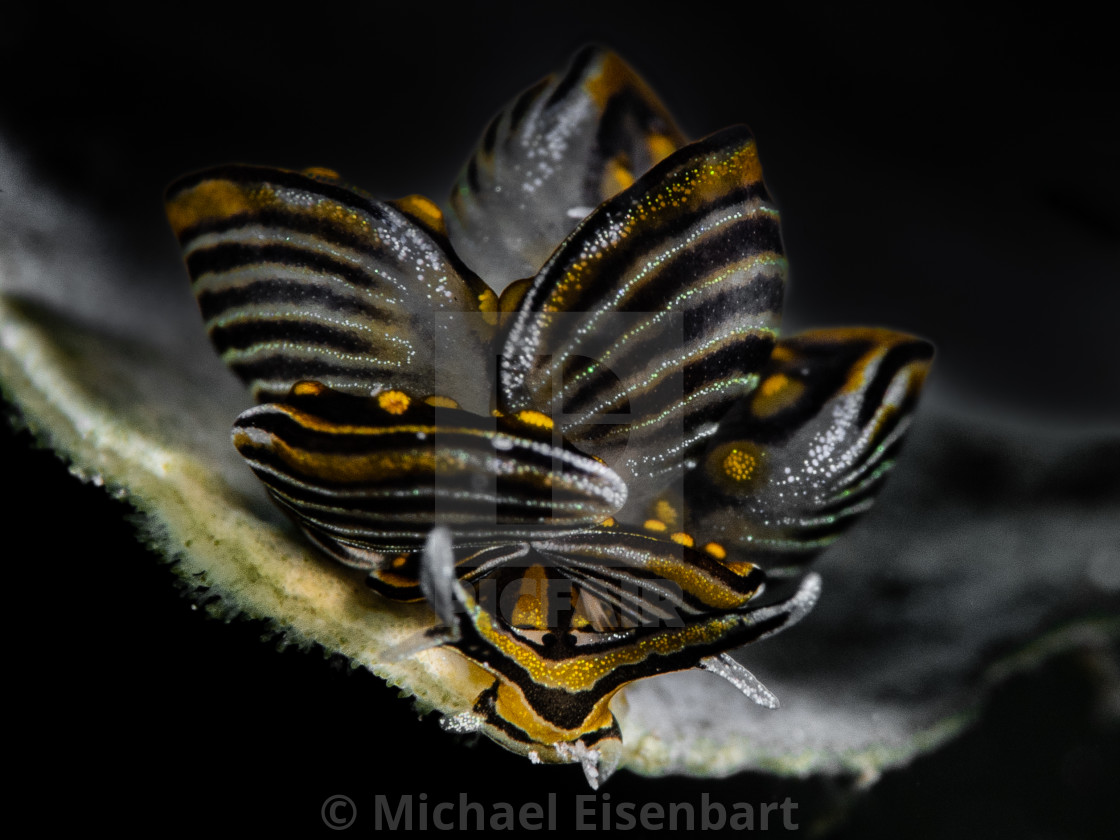 "Tiger Butterfly Seaslug / Cyerce nigra" stock image