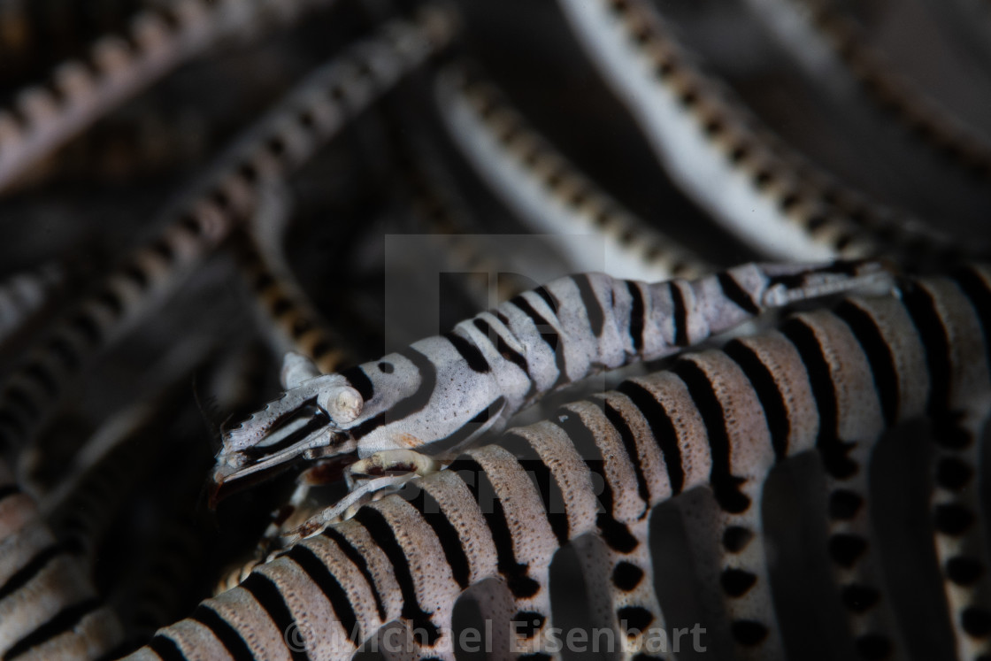 "Zebra Crinoid Shrimp / Hippolyte catagrapha" stock image