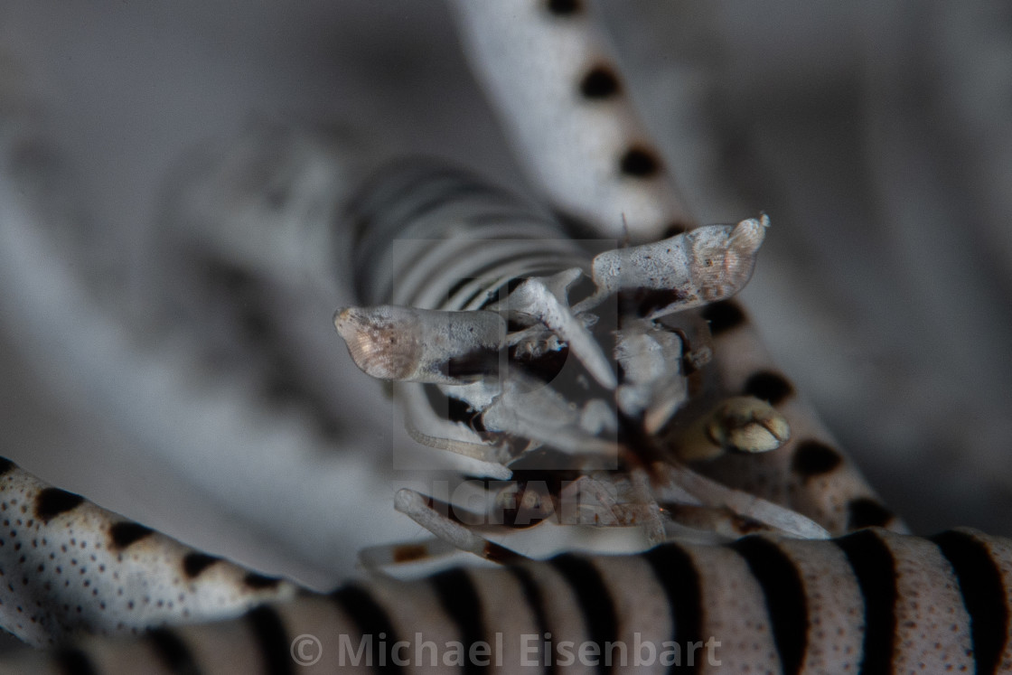 "Zebra Crinoid Shrimp / Hippolyte catagrapha" stock image