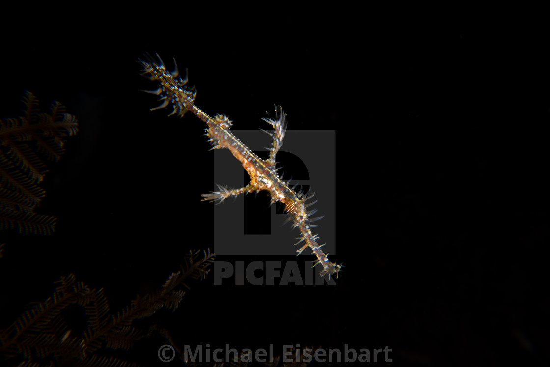 "Harlequin Ghostpipefish / Solenostomus paradoxus" stock image