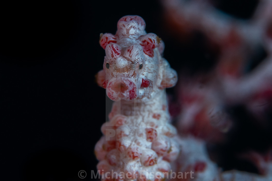 "Pygmy Seahorse / Hippocampus bargibanti" stock image