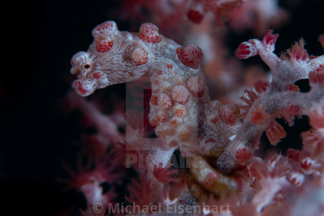 "Pygmy Seahorse / Hippocampus bargibanti" stock image