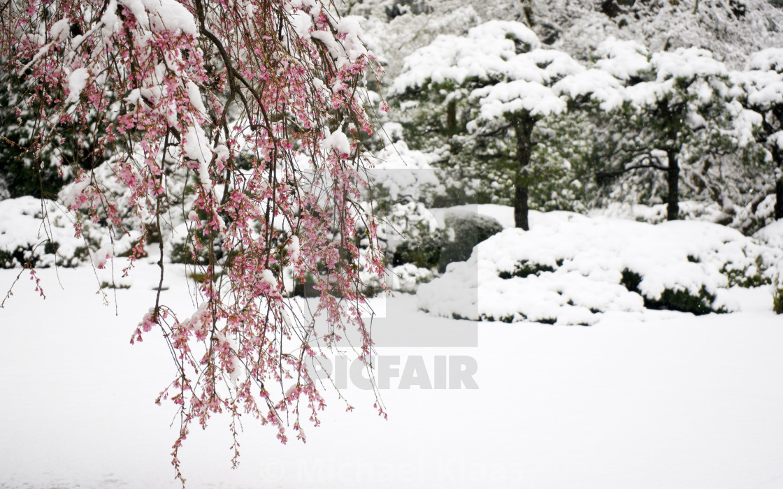 Cherry Blossoms In The Winter Wallpaper License Download Or Print For 5 10 Photos Picfair Cherry Blossoms In The Winter Wallpaper License Download Or Print For 5 10 Photos Picfair