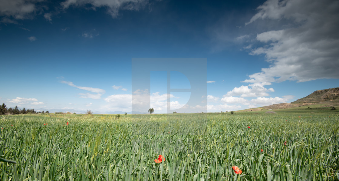 "Grassland field full of red beautiful poppy anemone flowers in spring" stock image