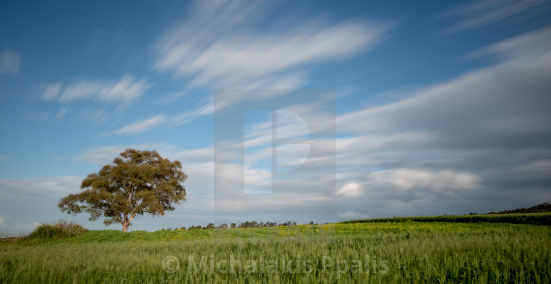 "Lonely tree in the green agriculture field and moving clouds. Longexposure landscape" stock image