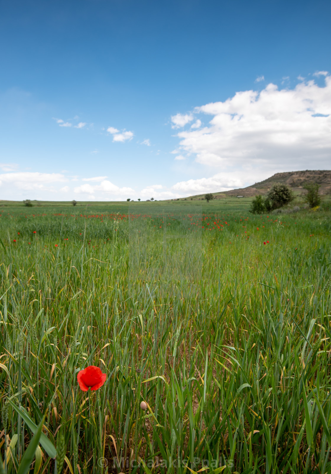 "Grassland field full of red beautiful poppy anemone flowers in spring" stock image