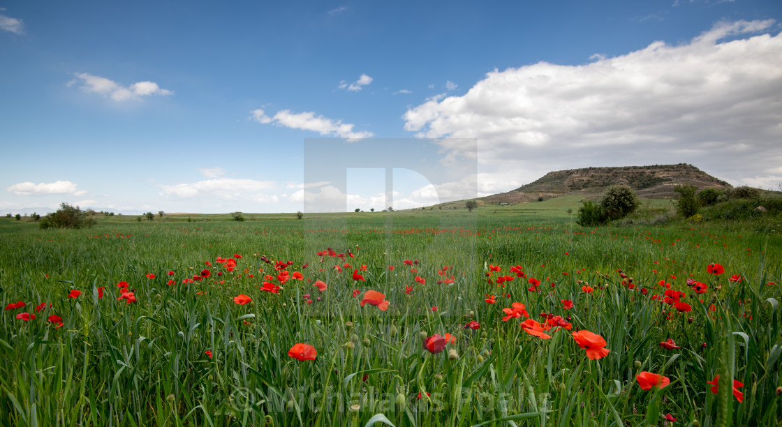 "Grassland field full of red beautiful poppy anemone flowers in spring" stock image