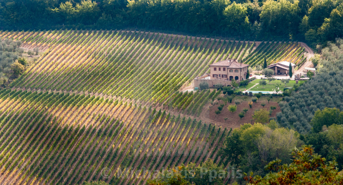 "Rows of pruned bare grape vines in early autumn with cottage house. Tuscany Italy" stock image