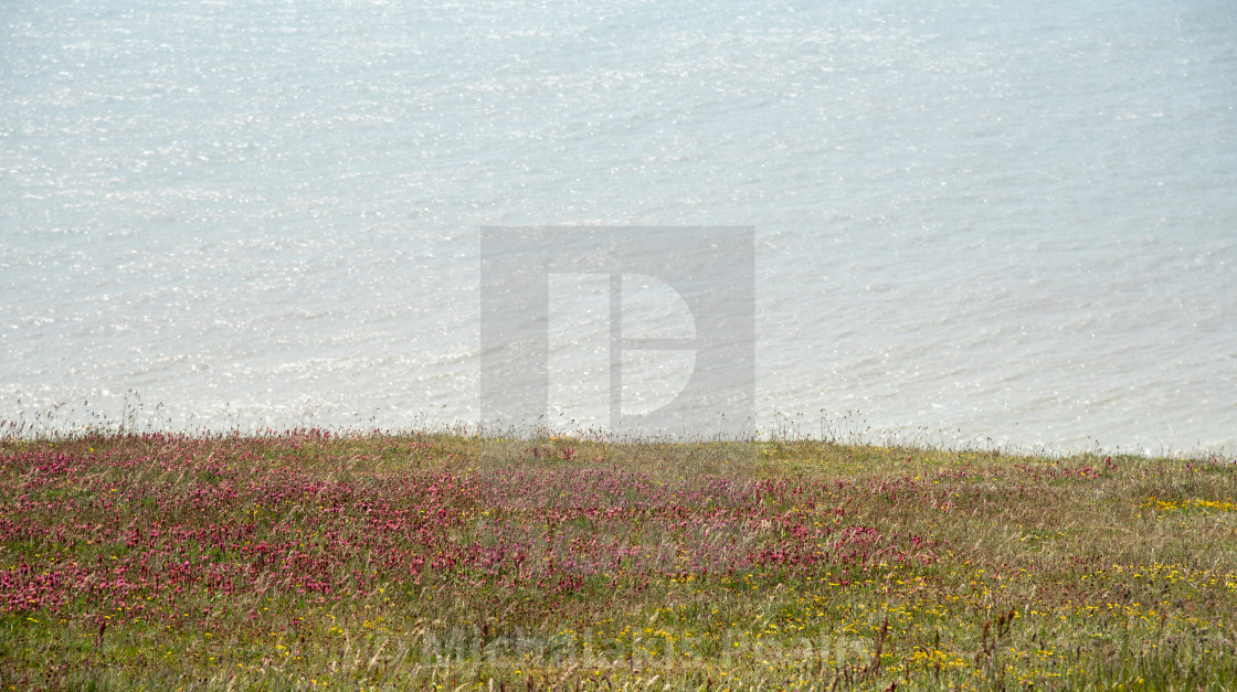 "Nature landscape background with green plants and wild flowers above the ocean. Coastal countryside scenery" stock image