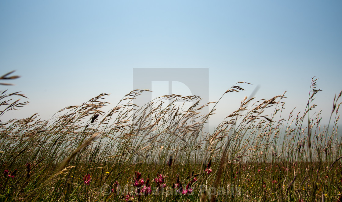 "Nature landscape background with green plants and blue sky" stock image