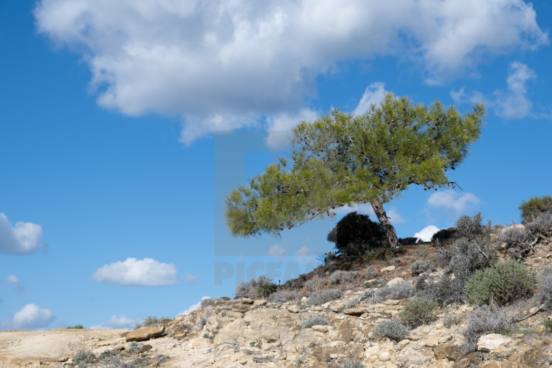 "Single pine tree against blue cloudy sky in the hill. Trees and sky" stock image