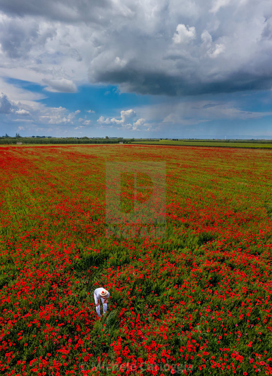 "Papaveri" stock image