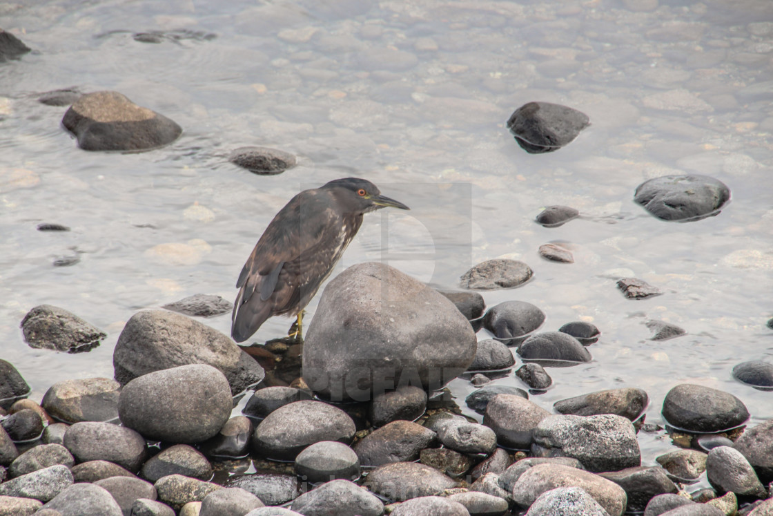 "Black-crowned Night Heron" stock image