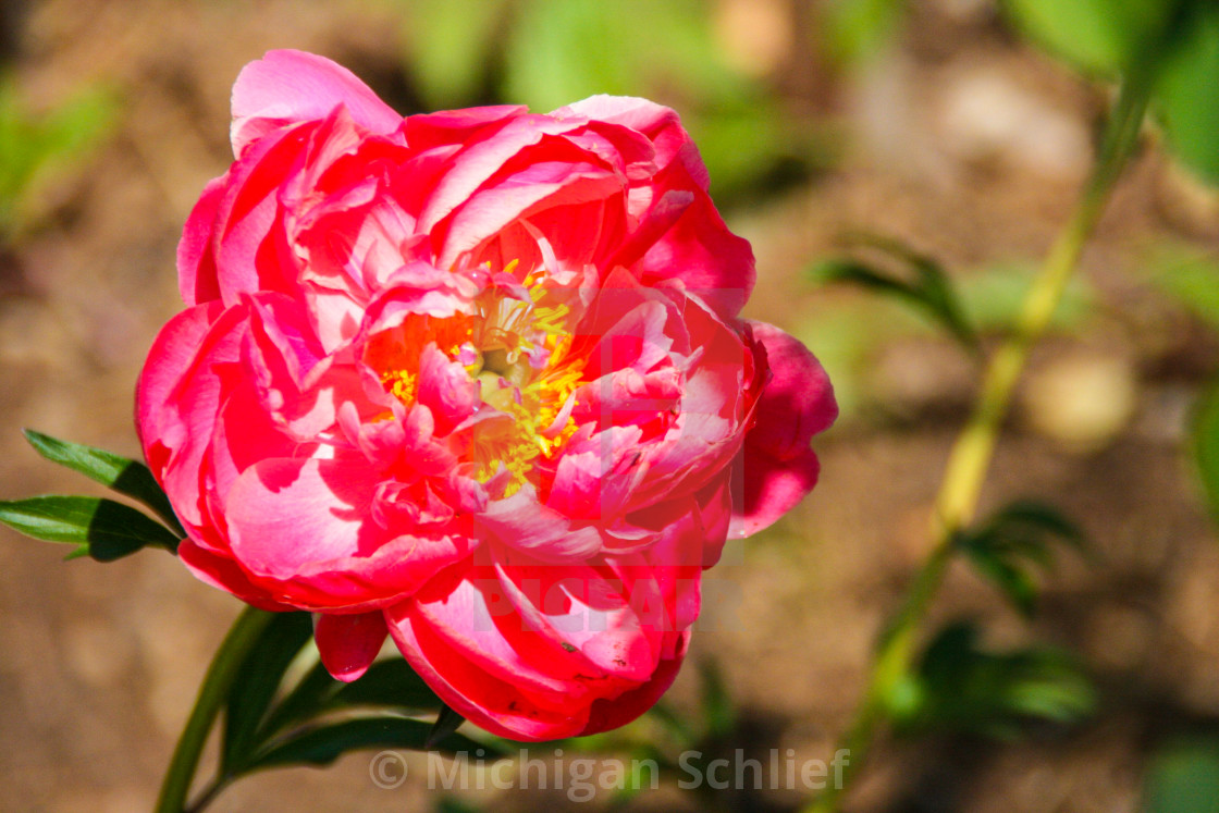 "Rose in Your Face" stock image