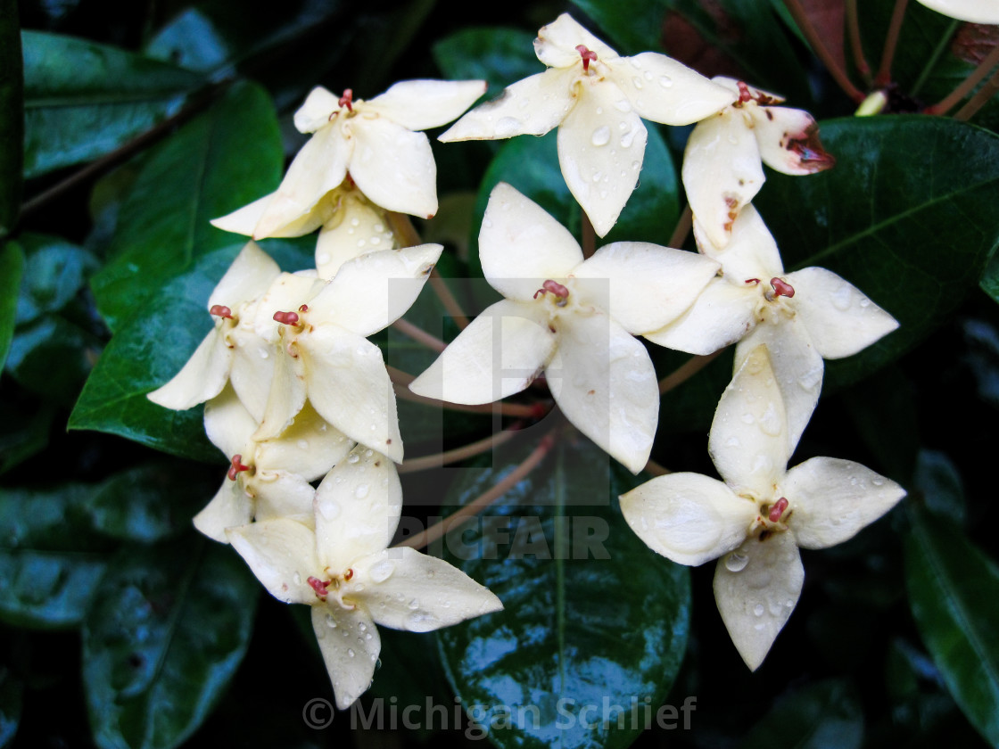 "Flowers" stock image