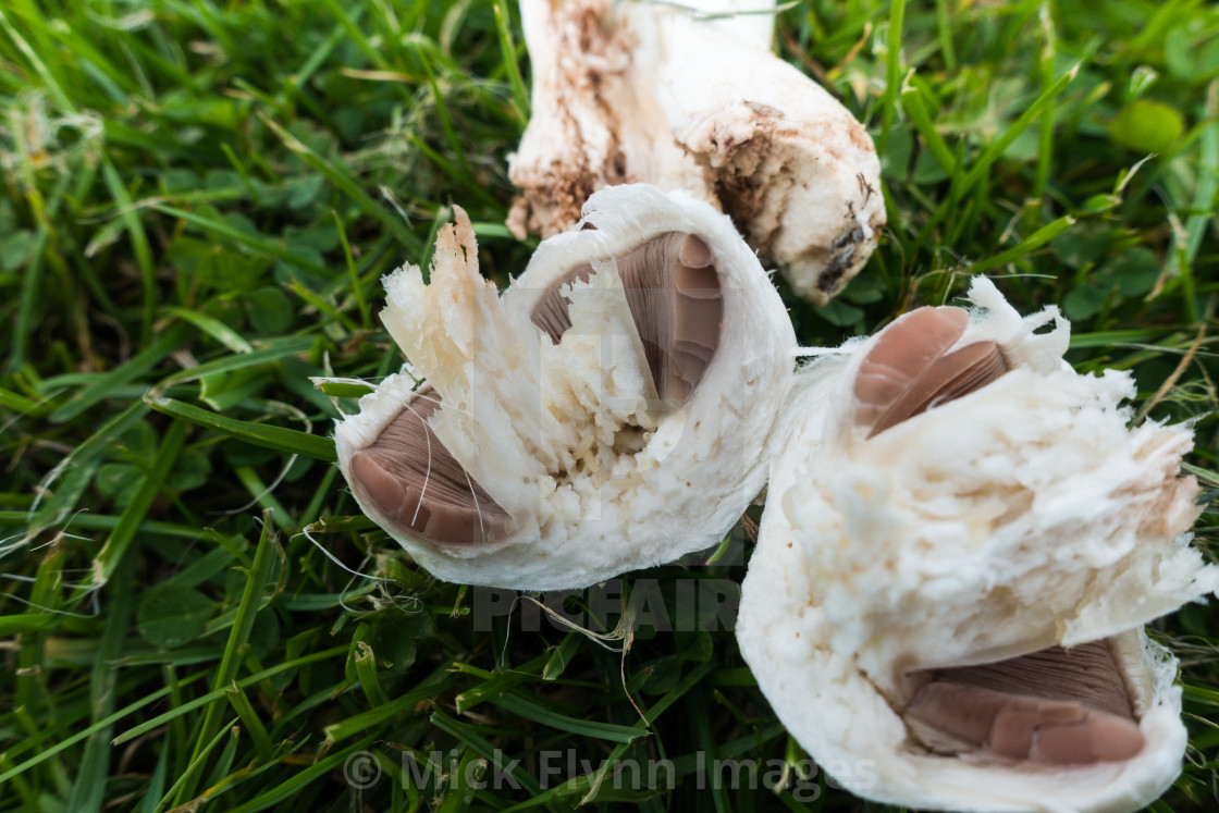 "Maggot infested field mushrooms." stock image