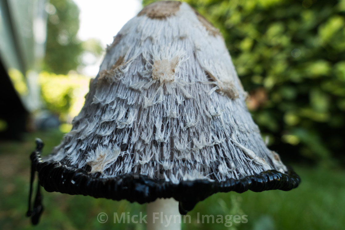 "Shaggy Ink Cap, Lawyers Wig, Judges Wig, Coprinus comatus in it's decomposing..." stock image