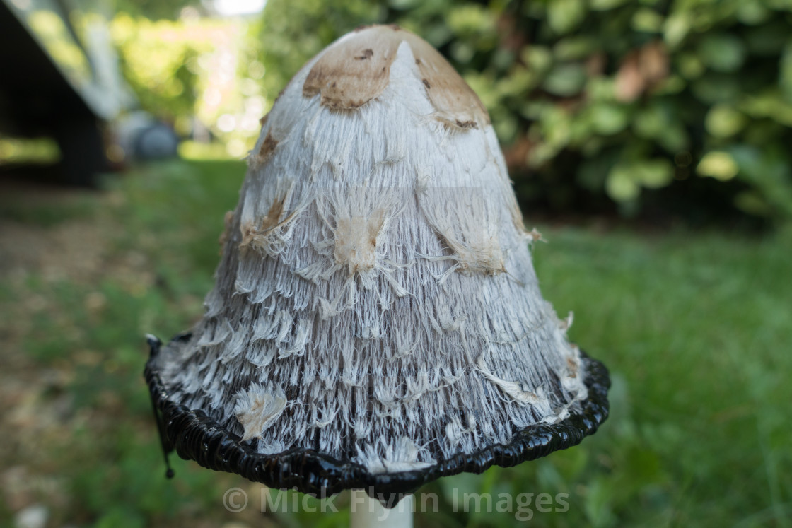 "Shaggy Ink Cap, Lawyers Wig, Judges Wig, Coprinus comatus in it's decomposing..." stock image