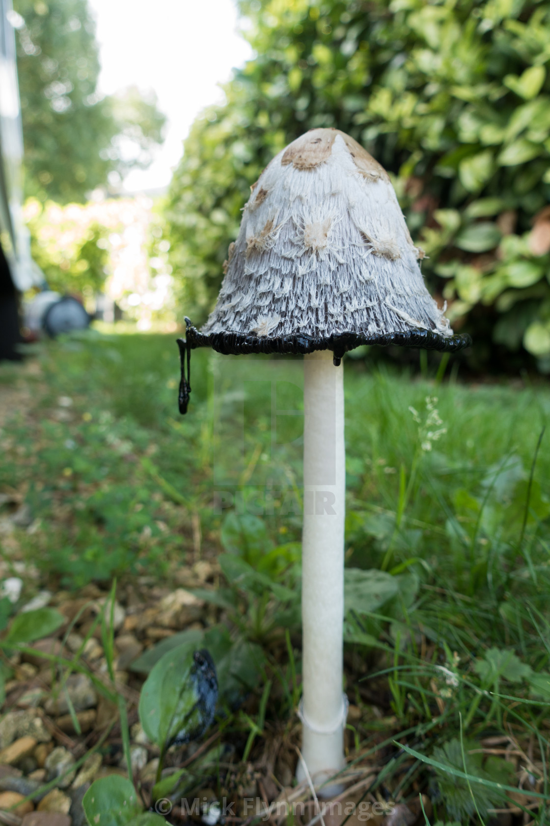 "Shaggy Ink Cap, Lawyers Wig, Judges Wig, Coprinus comatus in it's decomposing..." stock image