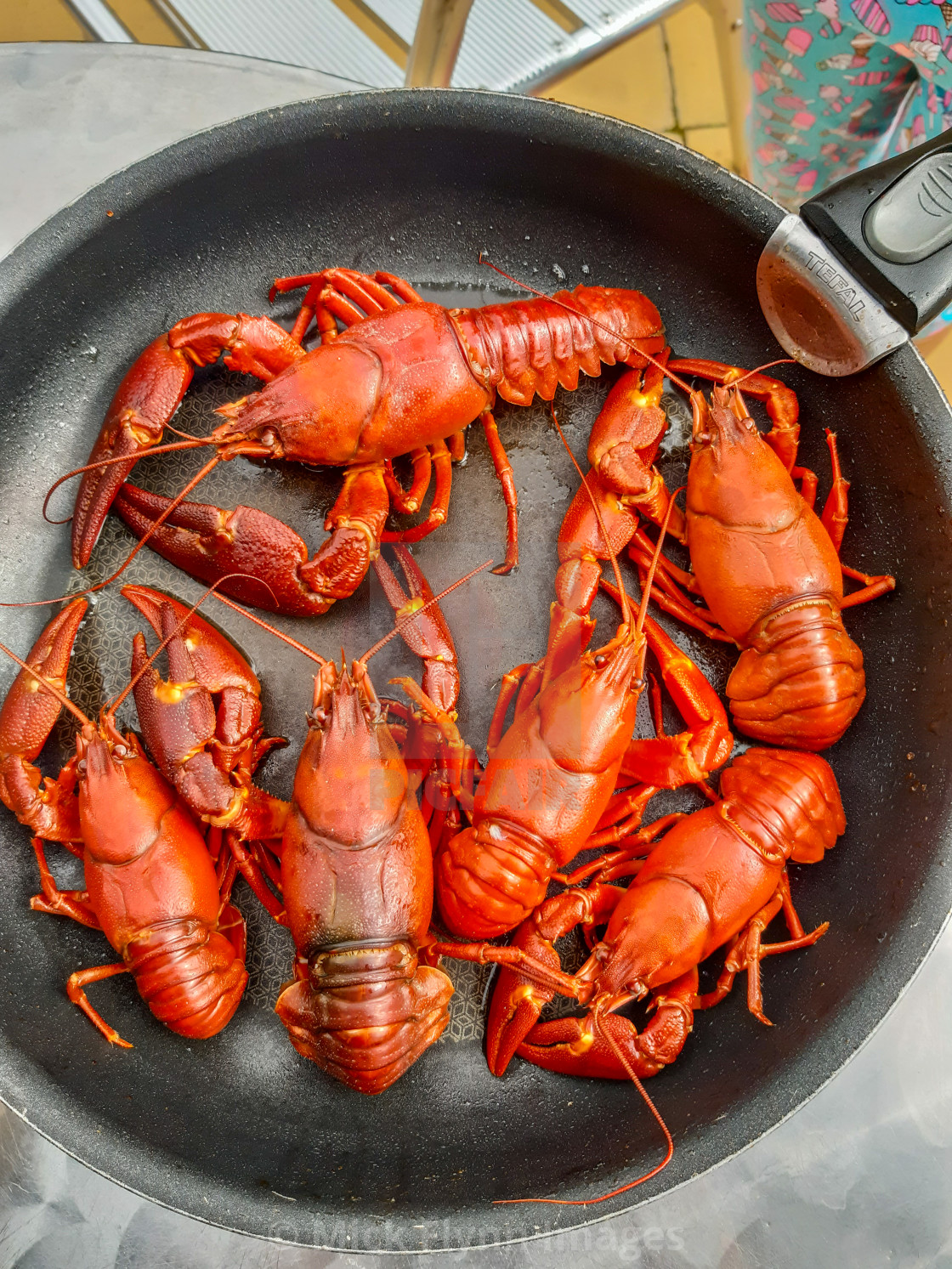 "American Signal crayfish, Pacifastacus leniusculus, an Invasive" stock image