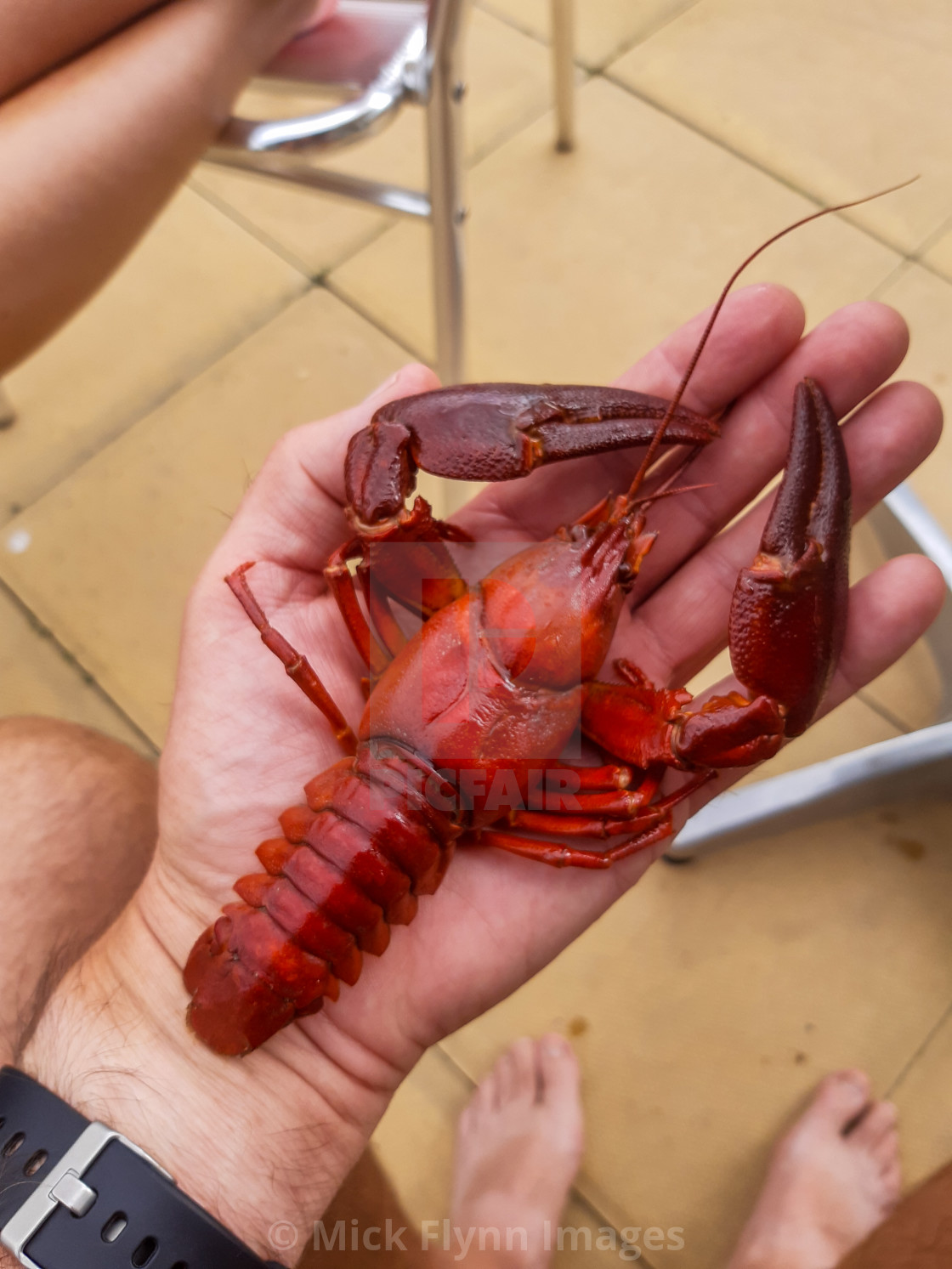 "American Signal crayfish, Pacifastacus leniusculus, an Invasive" stock image