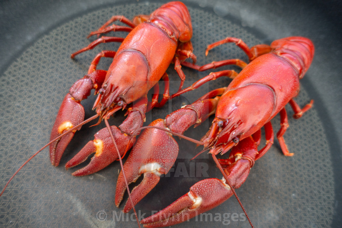 "American Signal crayfish, Pacifastacus leniusculus, an Invasive" stock image