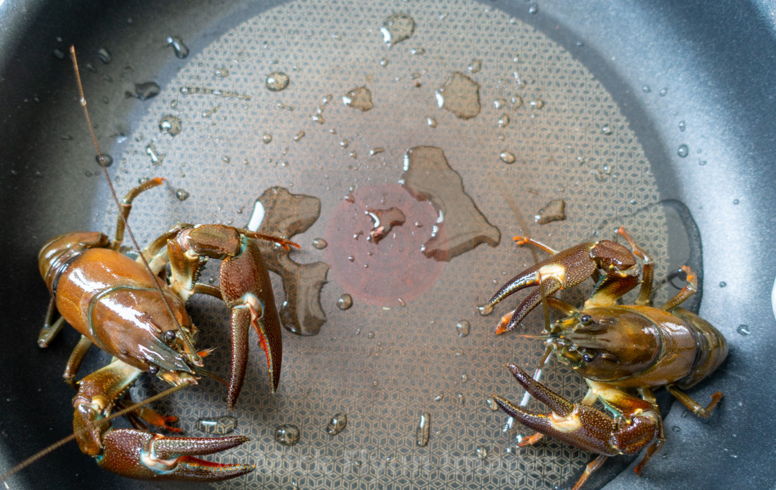 "American Signal crayfish, Pacifastacus leniusculus, an Invasive" stock image