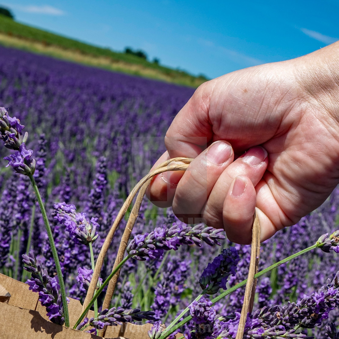 "Lavender fields near Hitchin, Bedfordshire, UK" stock image