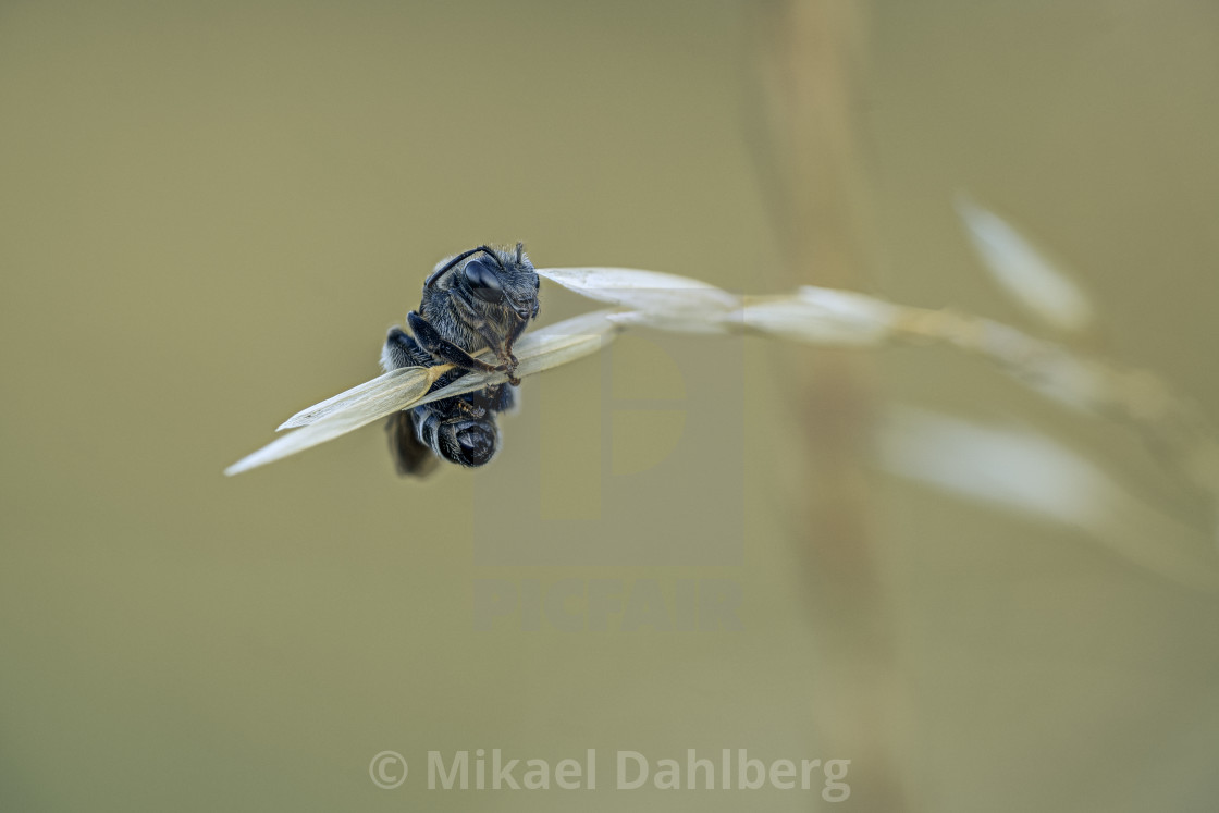 "Sleeping bee" stock image