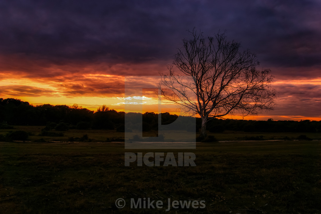 "Tree & Sunset" stock image