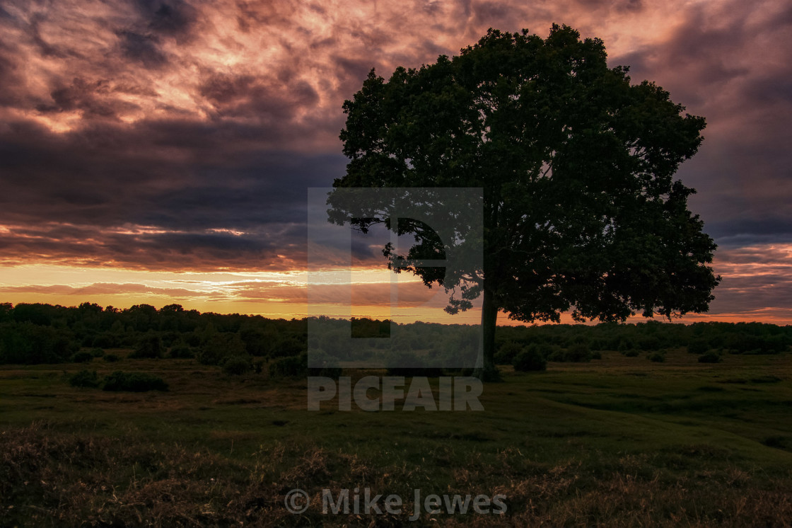 "Tree & Sunset" stock image