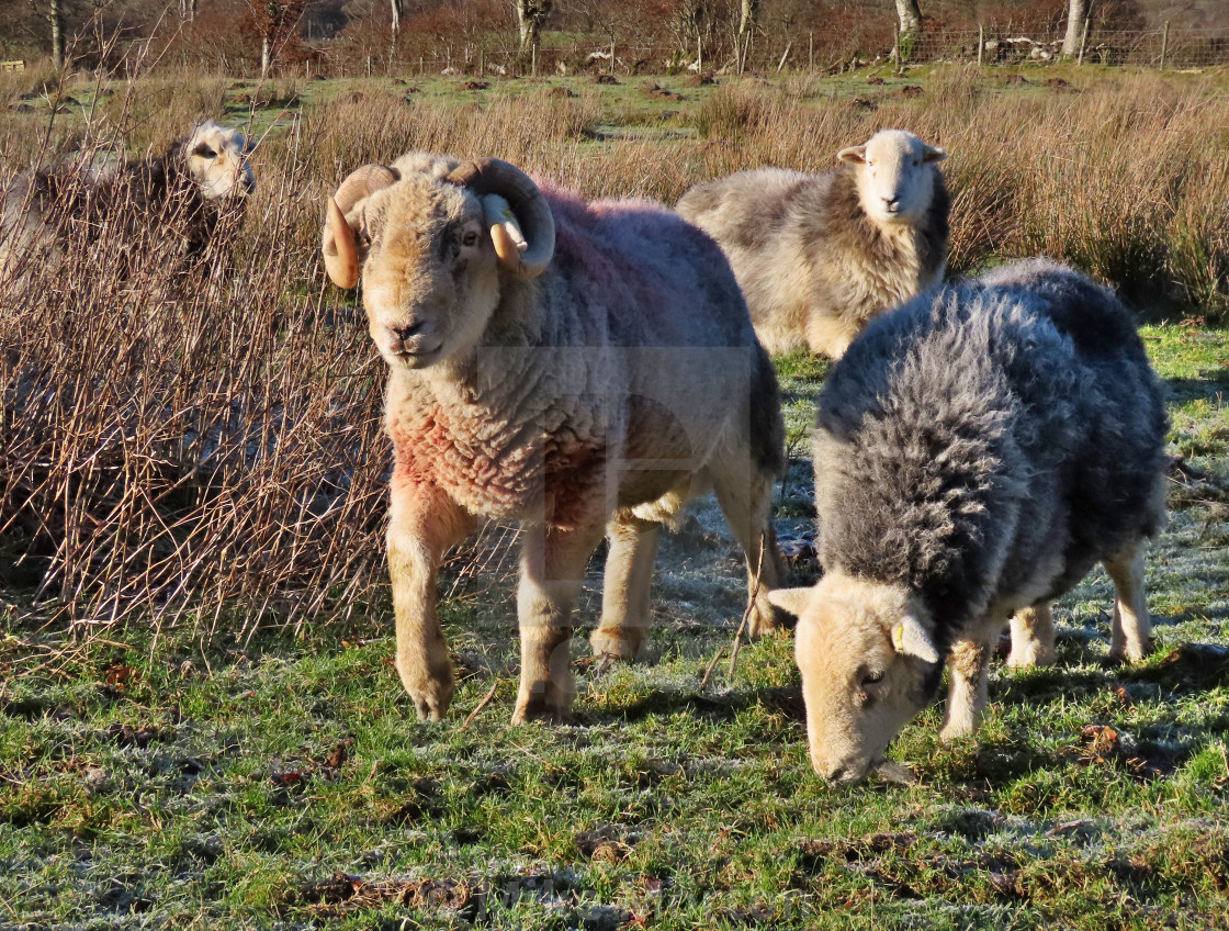 "Herdwick Ram" stock image