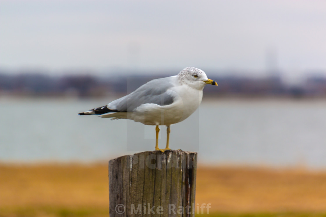 "Seagull on post" stock image