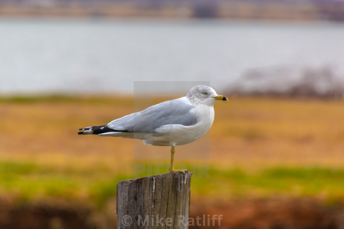 "Seagull on post" stock image