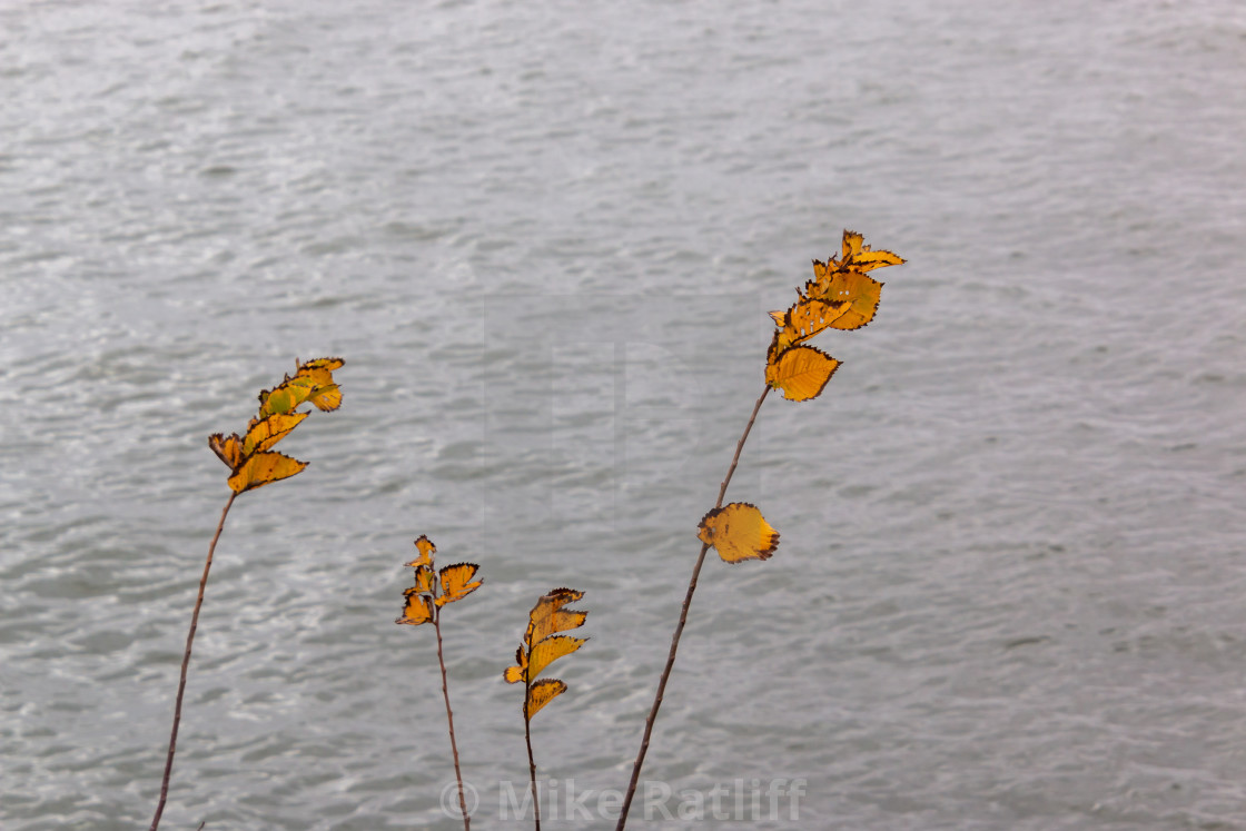 "Autumn Leaves by the Water" stock image