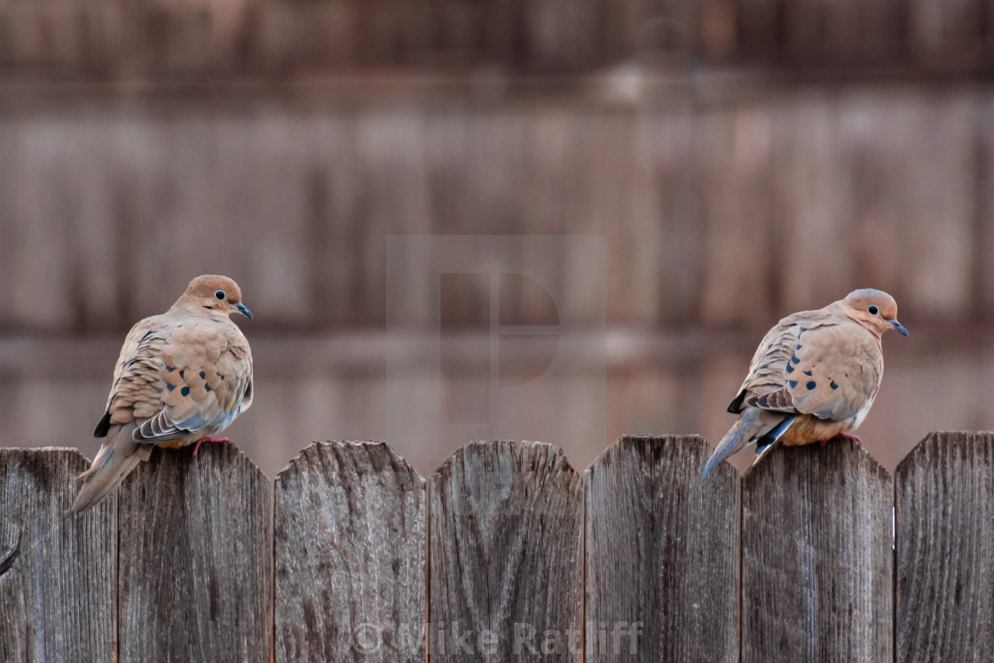 "Doves on the fence" stock image