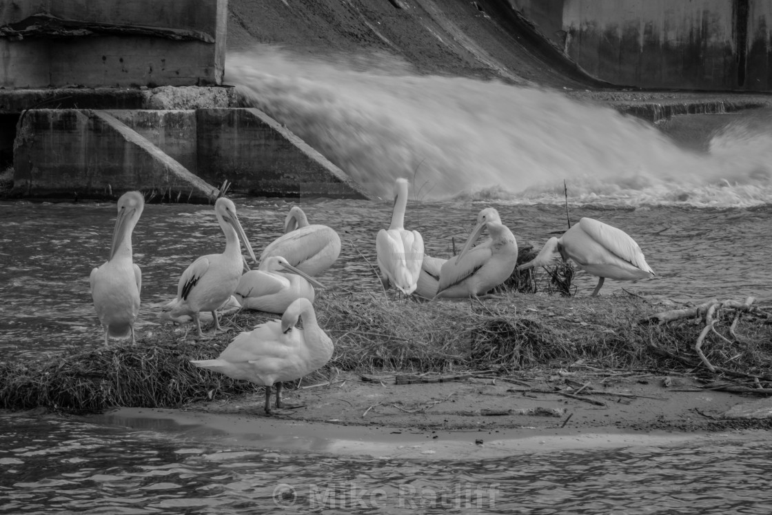 "Pelicans and Swan on Island below the dam" stock image